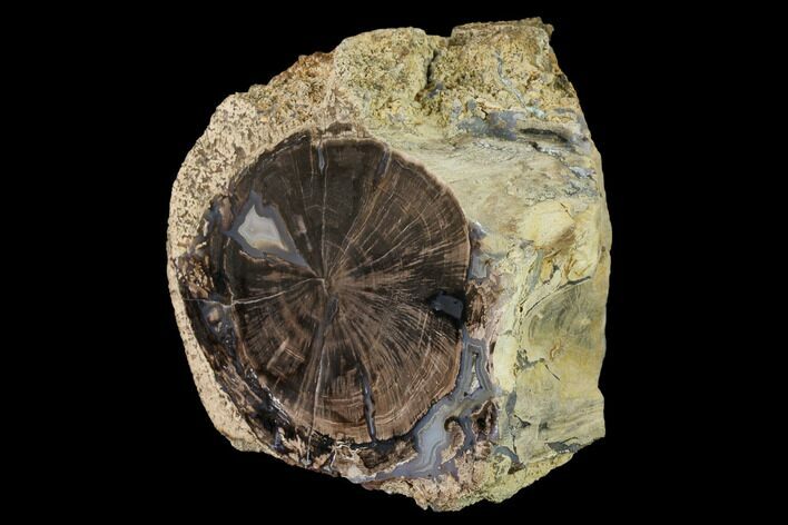 Wide, Petrified Wood (Schinoxylon) Limb - Blue Forest, Wyoming #172079